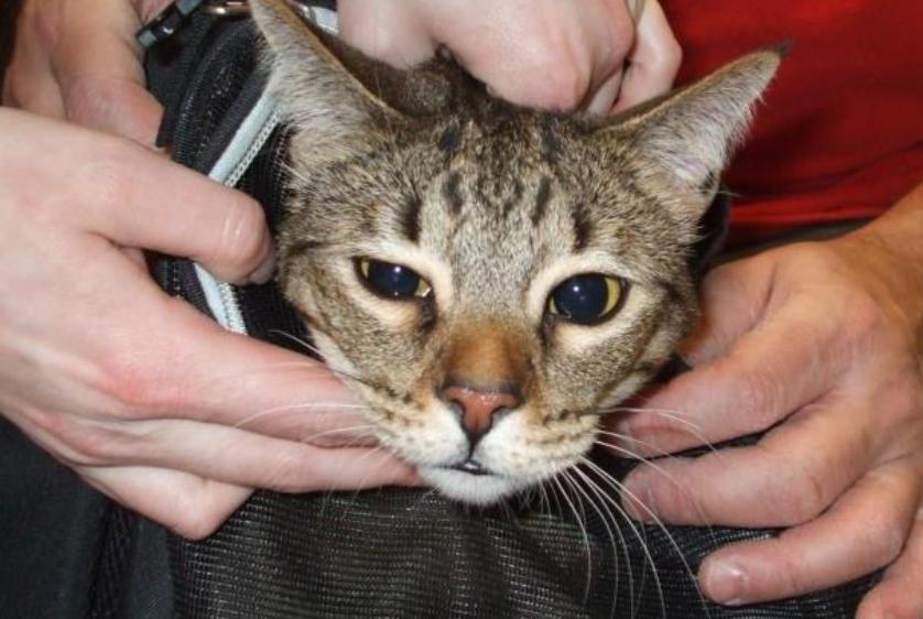 Cat found Burbank Animal Shelter