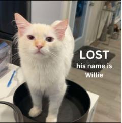 Cat lost Alta Wood Drive