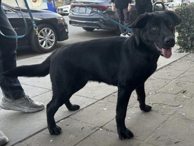 Dog found Pasadena Humane