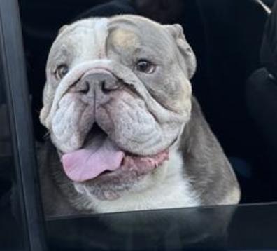 Dog found Pasadena Humane