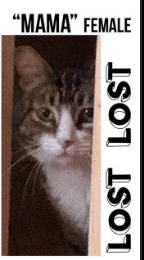 Cat lost 2210 N Crawford Ave, Altadena