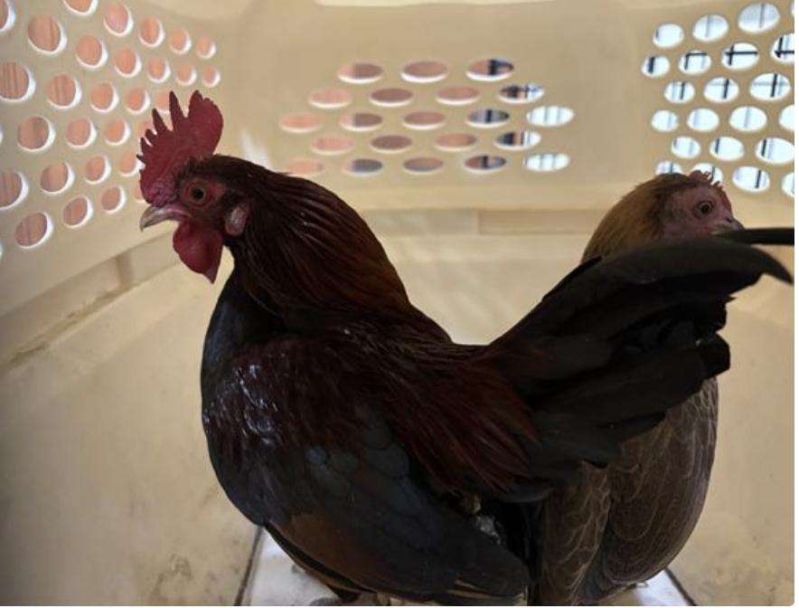 Bird found Pasadena Humane