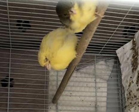 Bird found Pasadena Humane