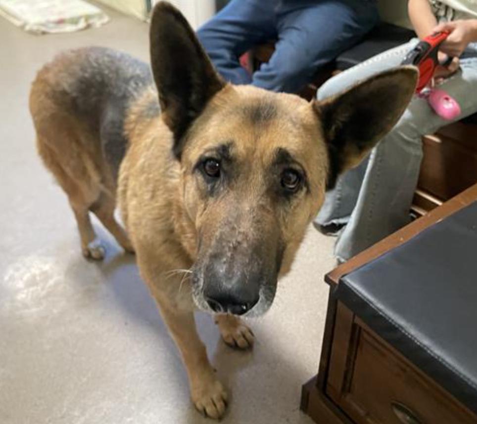 Dog found Pasadena Humane