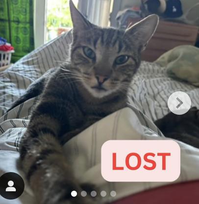 Cat lost 68 W Mariposa