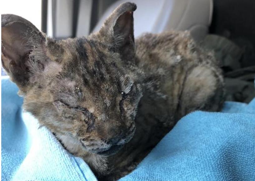 Cat found Pasadena Humane