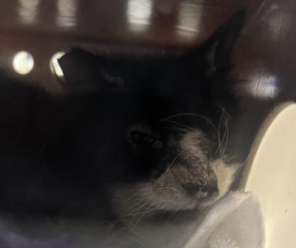 Cat found Pasadena Humane