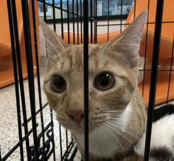 Cat found Pasadena Humane