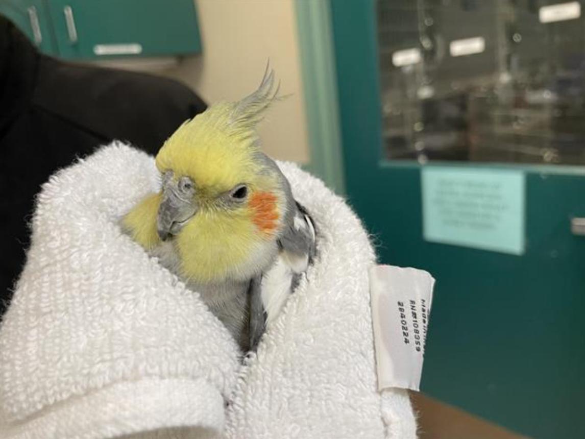 Bird found Pasadena Humane