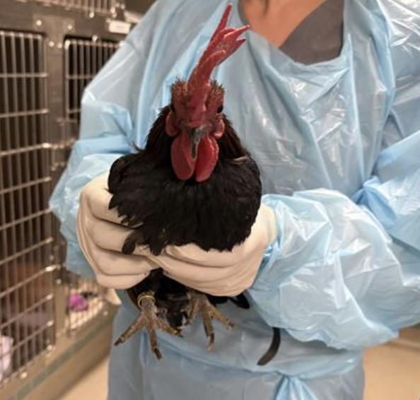 Bird found Pasadena Humane