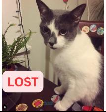 Cat lost Oxford and Oakwood