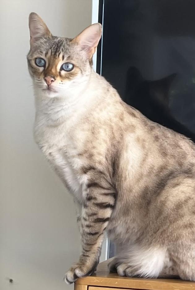 Cat lost 17015 PCH & Malibu's Village Lane