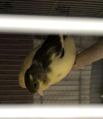 Bird found Pasadena Humane