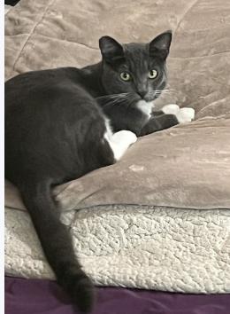 Cat lost 440 W Terrace St