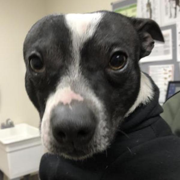 Dog found Pasadena Humane