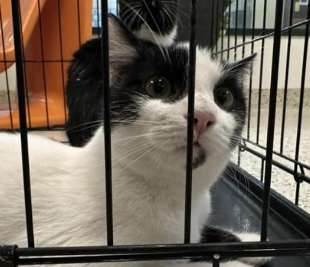 Cat found Pasadena Humane