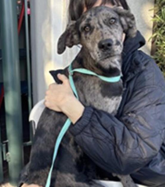 Dog found Pasadena Humane