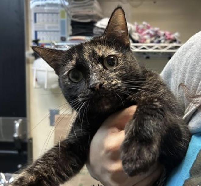 Cat found Pasadena Humane