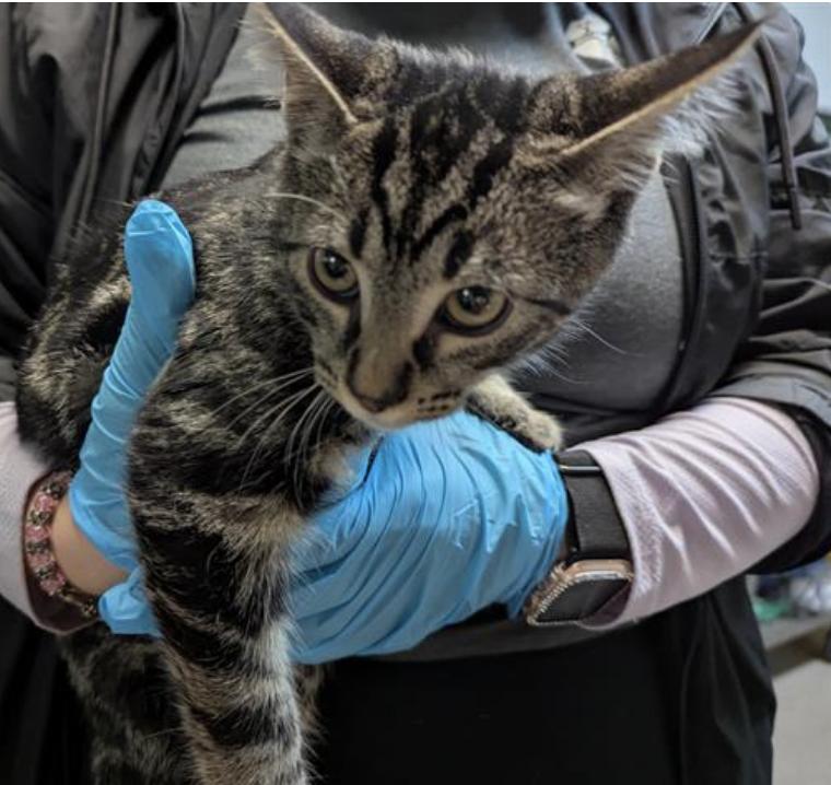 Cat found Pasadena Humane