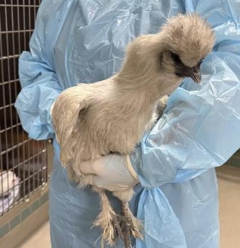 Bird found Pasadena Humane