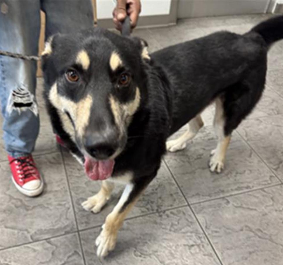 Dog found Los Angeles Animal Services - West Los Angeles Shelter