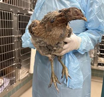 Bird found Pasadena Humane