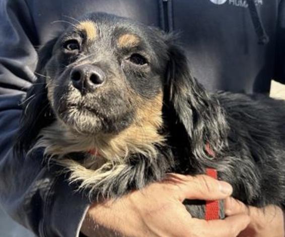 Dog found Pasadena Humane