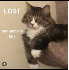 Cat lost Altadena Dr and Thuringia Ave