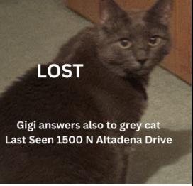 Cat lost 1500 N Altadena Dr.