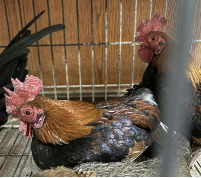Bird found Pasadena Humane