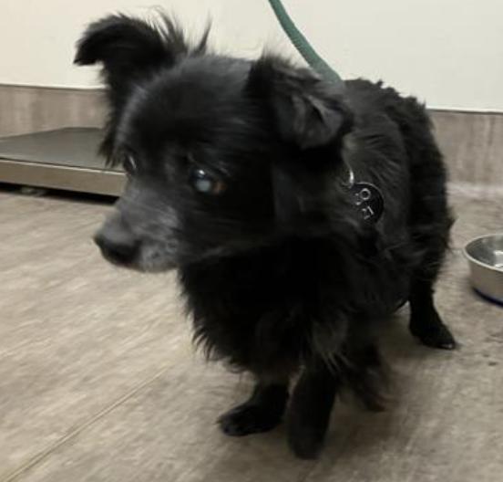 Dog found Pasadena Humane