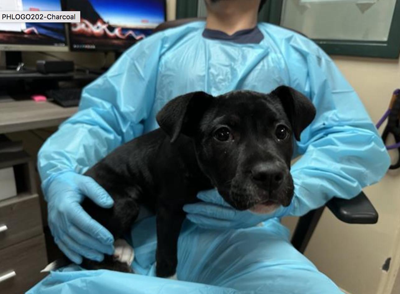 Dog found Pasadena Humane