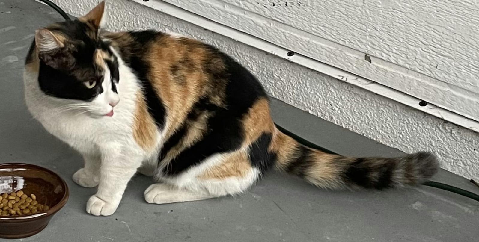 Cat lost 273 W Terrace St