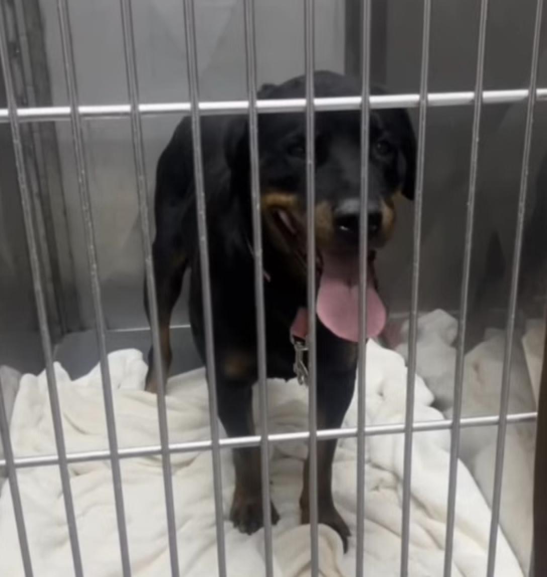 Dog found