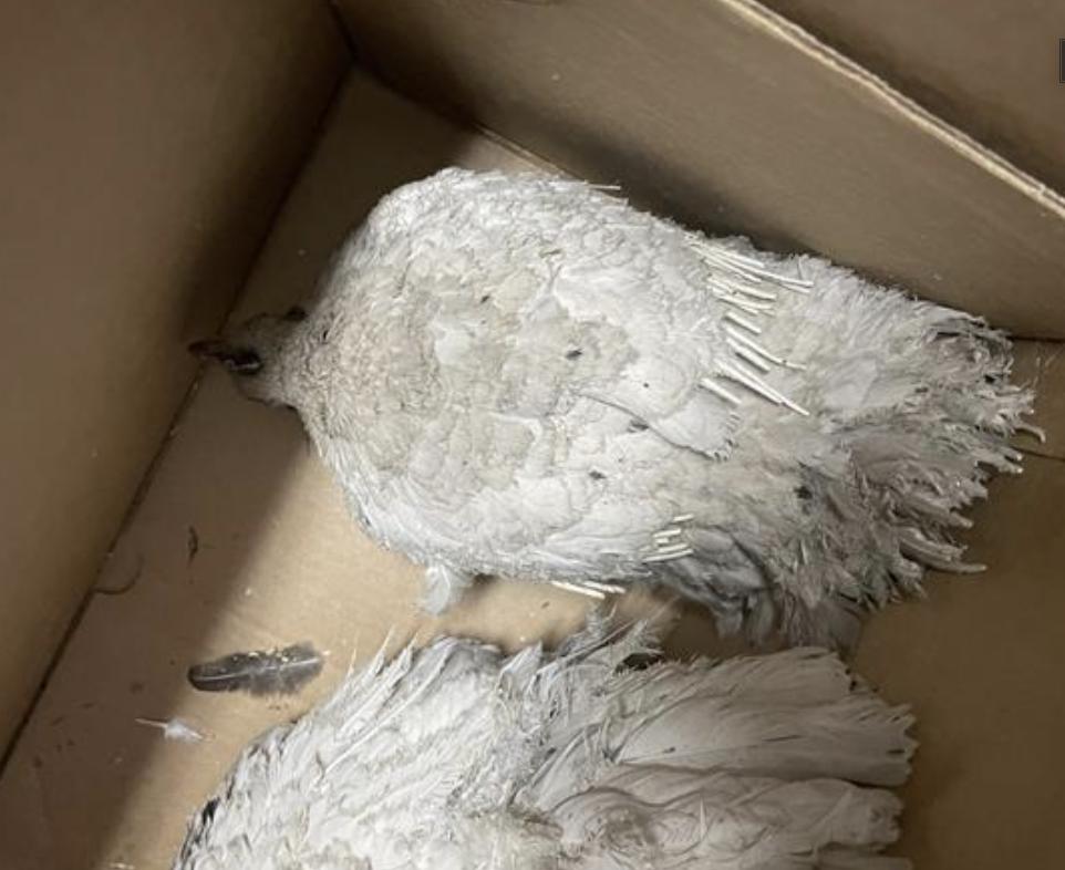 Bird found Pasadena Humane