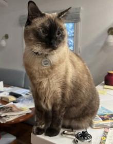 Cat lost 468 E Marigold St