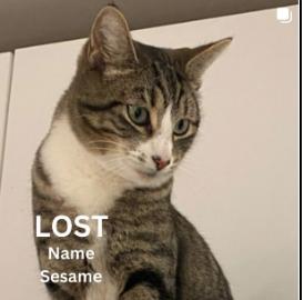 Cat lost Marengo / Mt Curve by Farnsworth Park