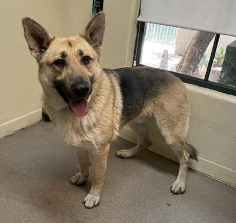 Dog found Pasadena Humane