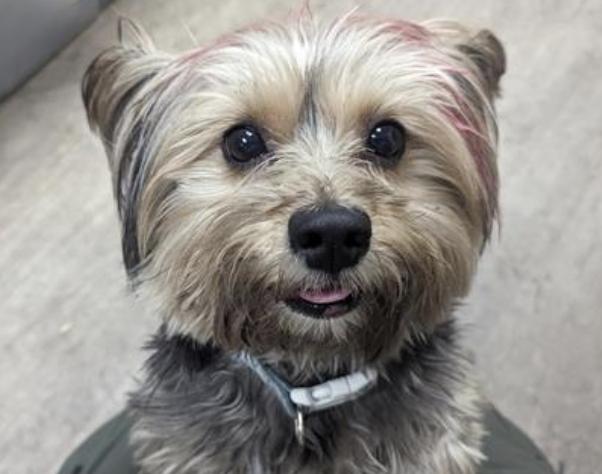 Dog found Pasadena Humane
