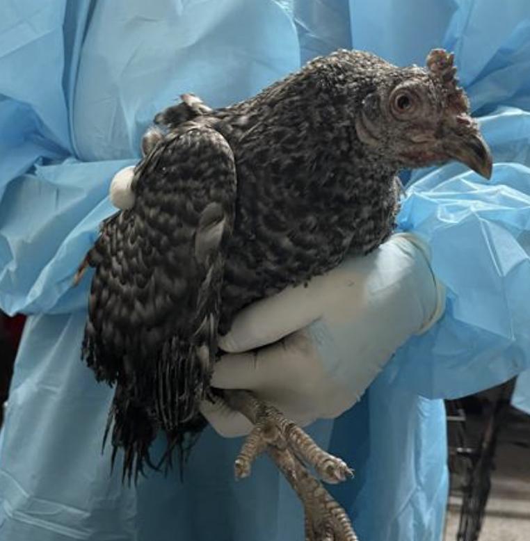 Bird found Pasadena Humane