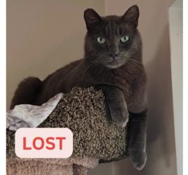 Cat lost 1467 Braeburn Rod (Braeburn Boulder/ page)