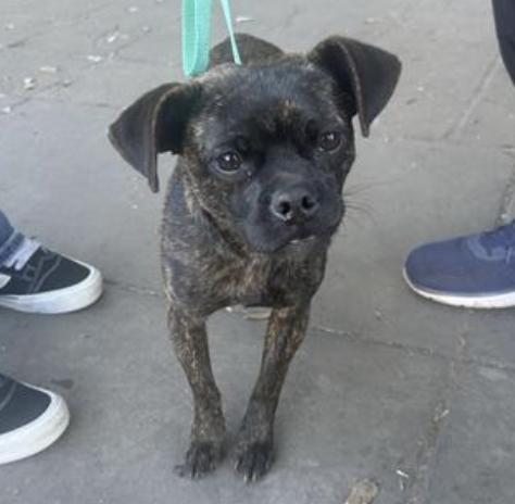 Dog found Pasadena Humane