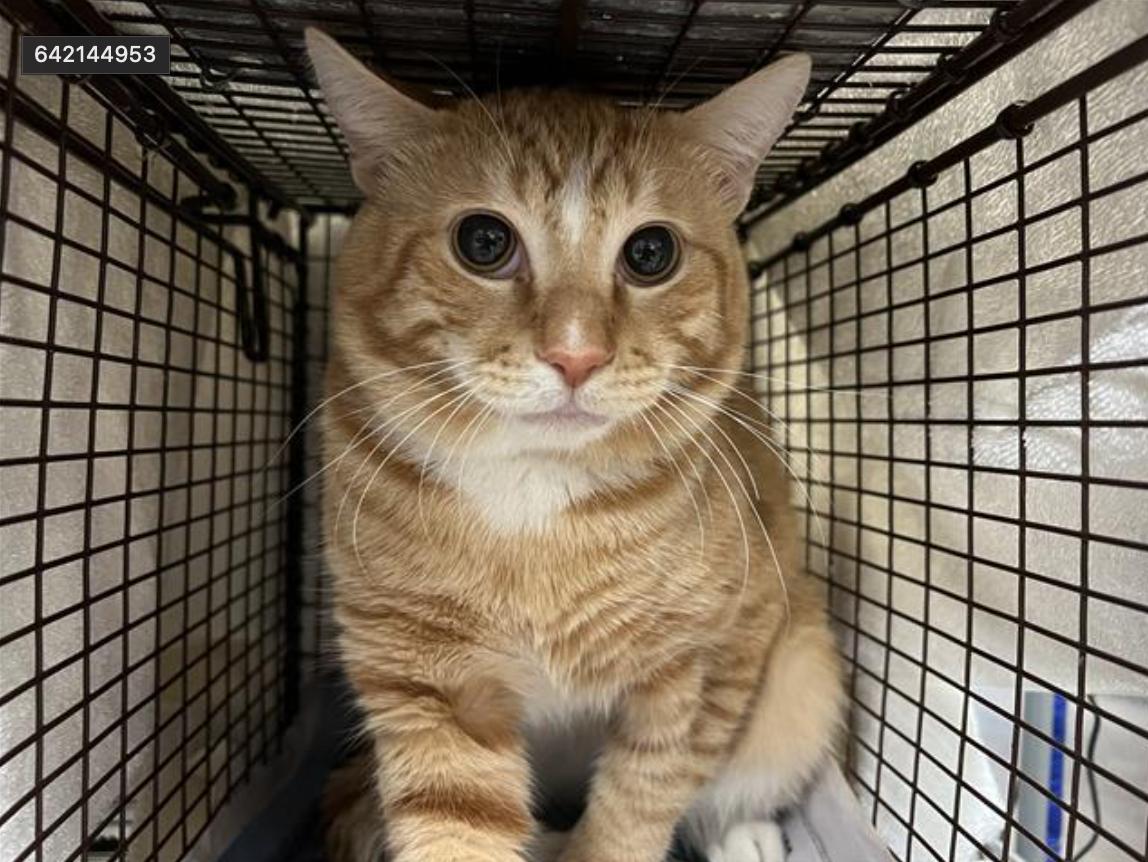 Cat found  Los Angeles Animal Services - East Valley Shelter