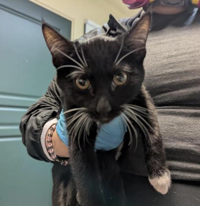 Cat found Pasadena Humane