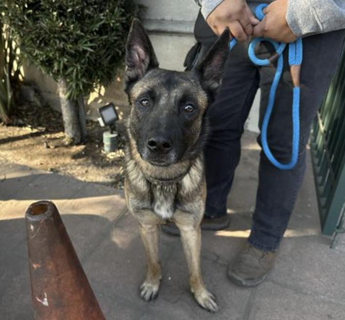 Dog found Pasadena Humane