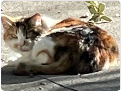 Cat lost 1262 Sunnyoaks Circle