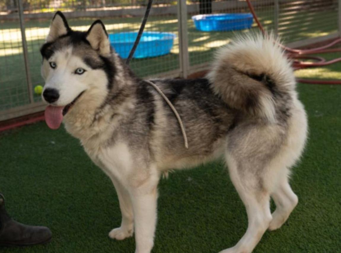 Dog found  Los Angeles Animal Services - East Valley Shelter