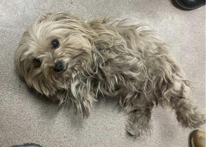 Dog found Pasadena Humane