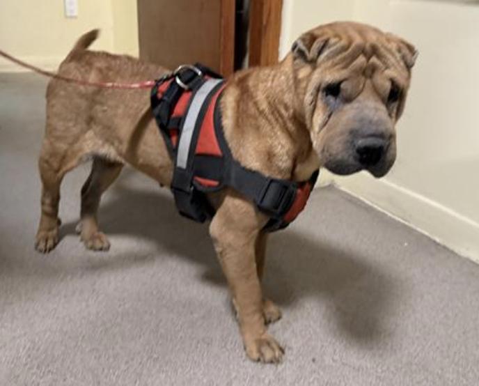 Dog found Pasadena Humane