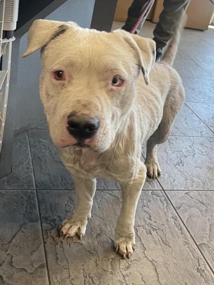 Dog found Los Angeles Animal Services - West Los Angeles Shelter